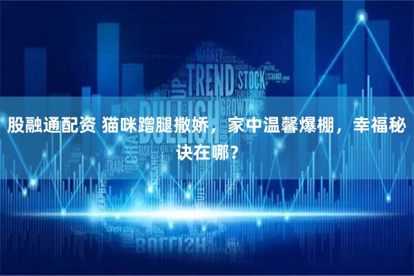 股融通配资 猫咪蹭腿撒娇，家中温馨爆棚，幸福秘诀在哪？