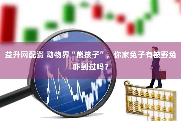 益升网配资 动物界“熊孩子”，你家兔子有被野兔吓到过吗？